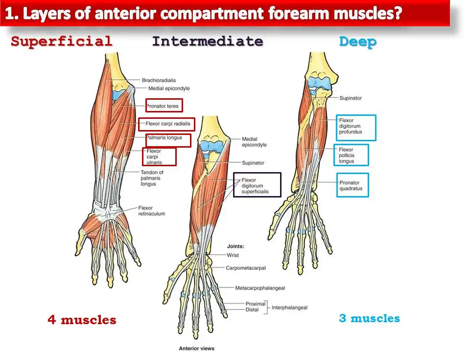 عضلات خم کننده مفصل شانه عضلات خم کننده مفصل شانه