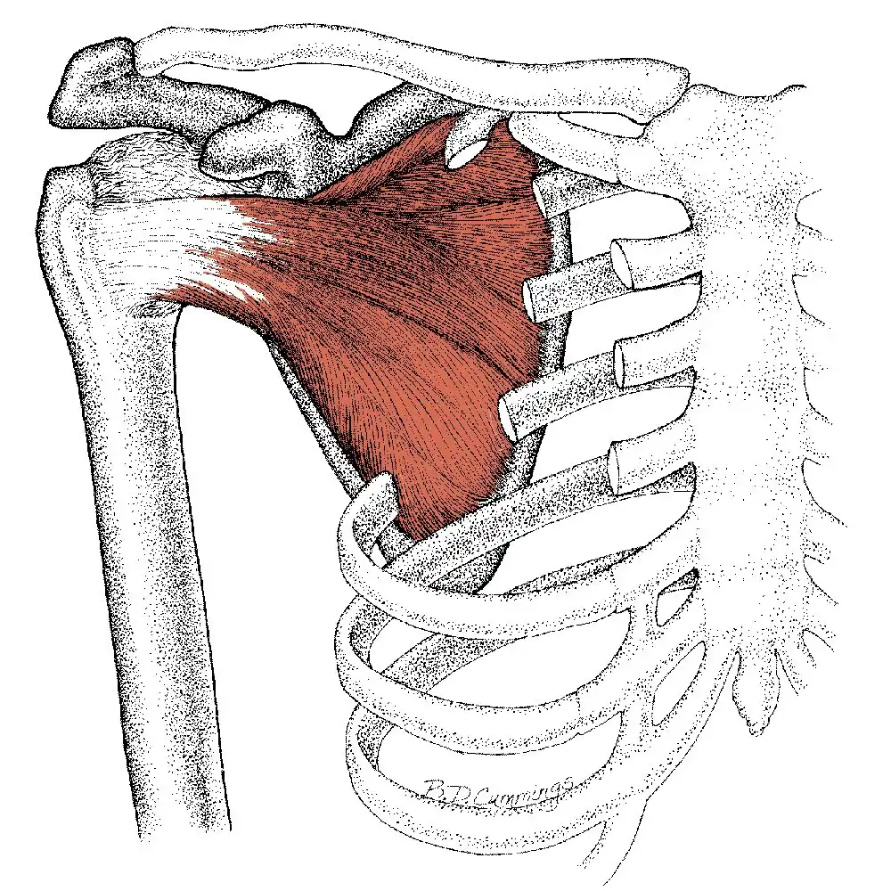 نام عضلات مفصل شانه