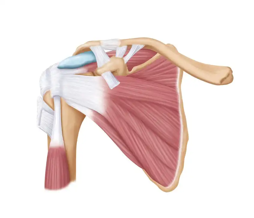 عضلات خم کننده مفصل شانه عضلات خم کننده مفصل شانه