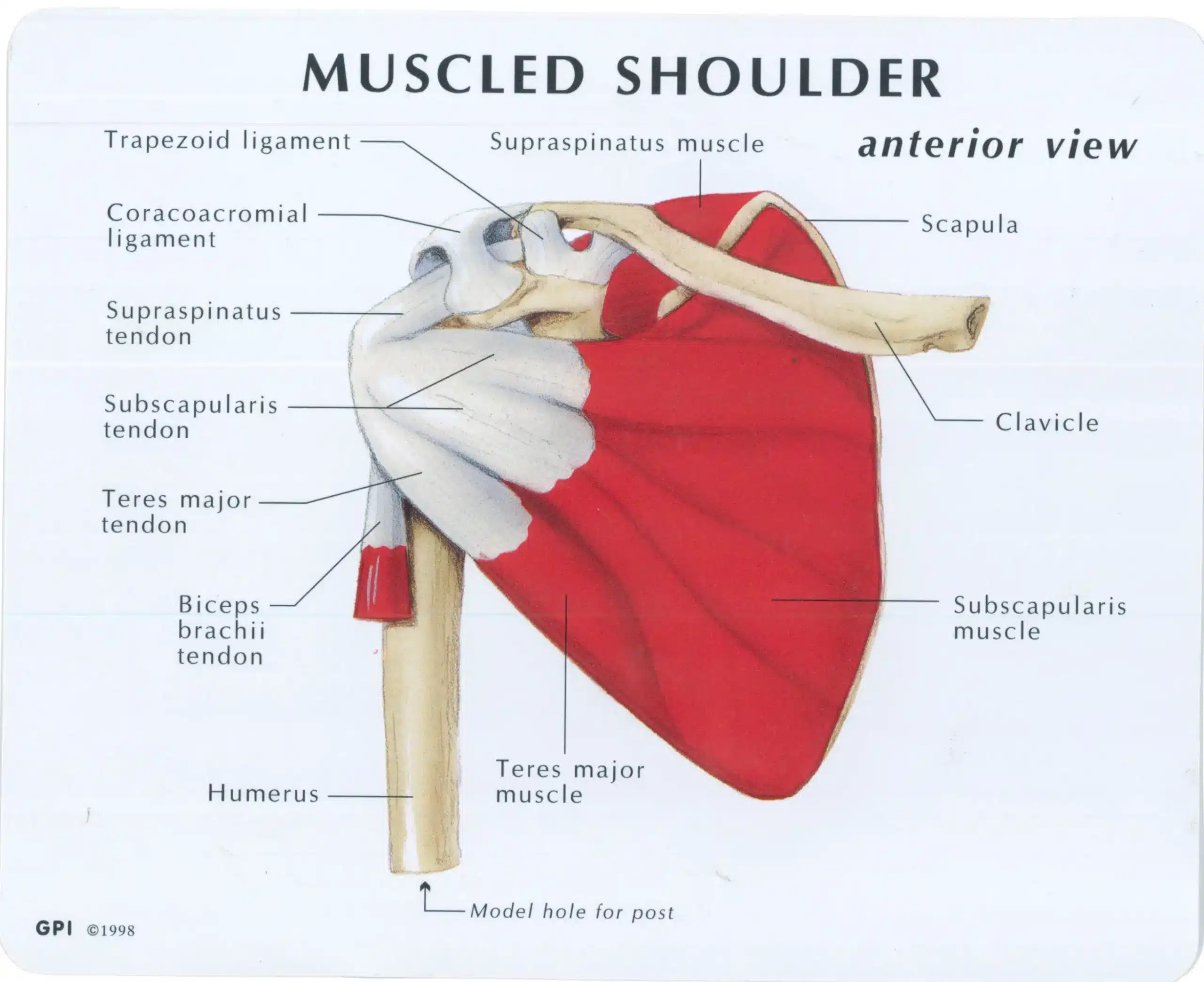 لیگامان های مفصل شانه لیگامان های مفصل شانه