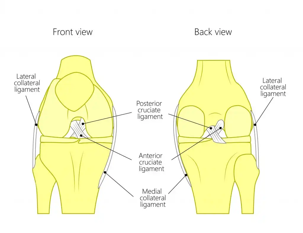 پارگی رباط صلیبی خلفی قدامی