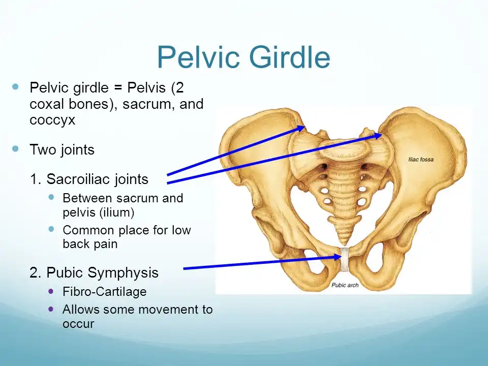 صدا دادن مفصل لگن صدا دادن مفصل لگن