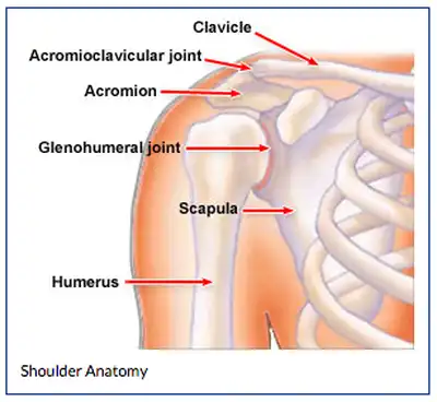 متخصص مفصل شانه
