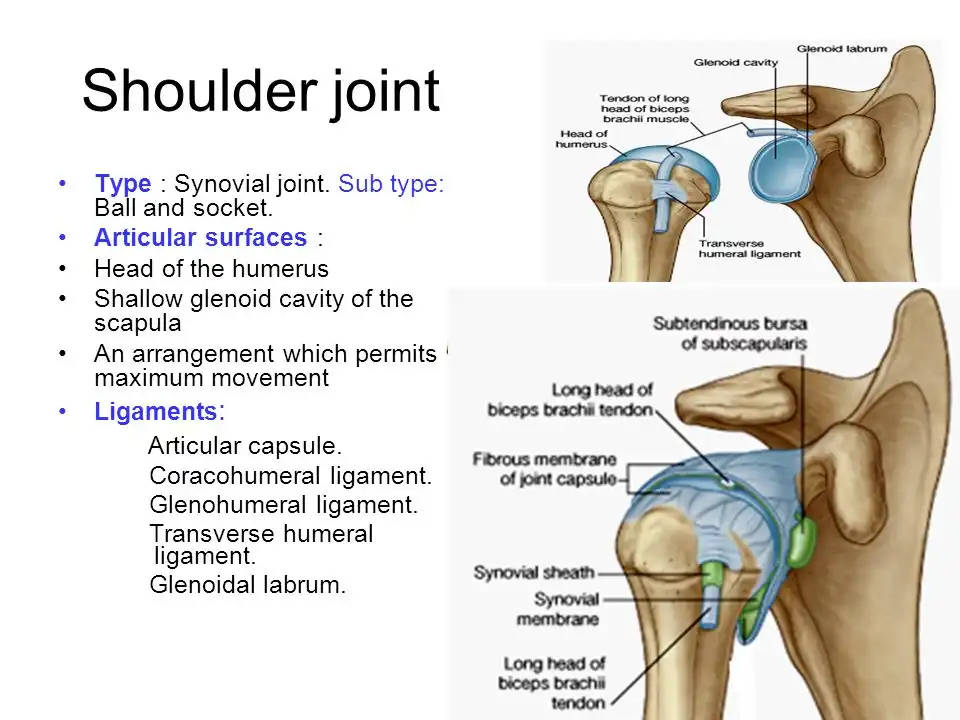 درمان ساییدگی مفصل شانه درمان ساییدگی مفصل شانه
