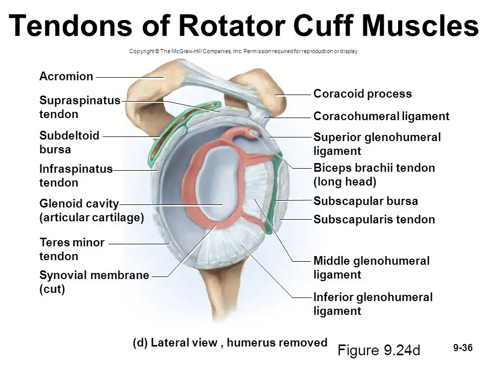 تاندون مفصل شانه تاندون مفصل شانه
