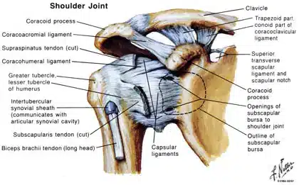 فوق تخصص مفصل شانه فوق تخصص مفصل شانه