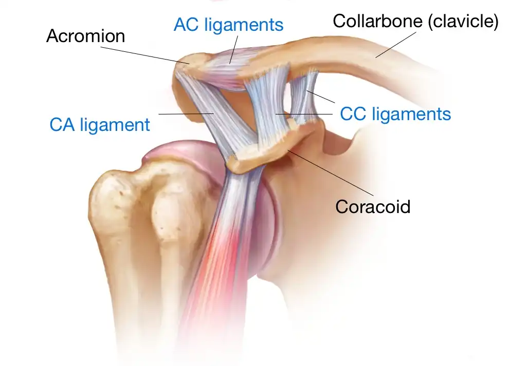 لیگامان های مفصل شانه لیگامان های مفصل شانه