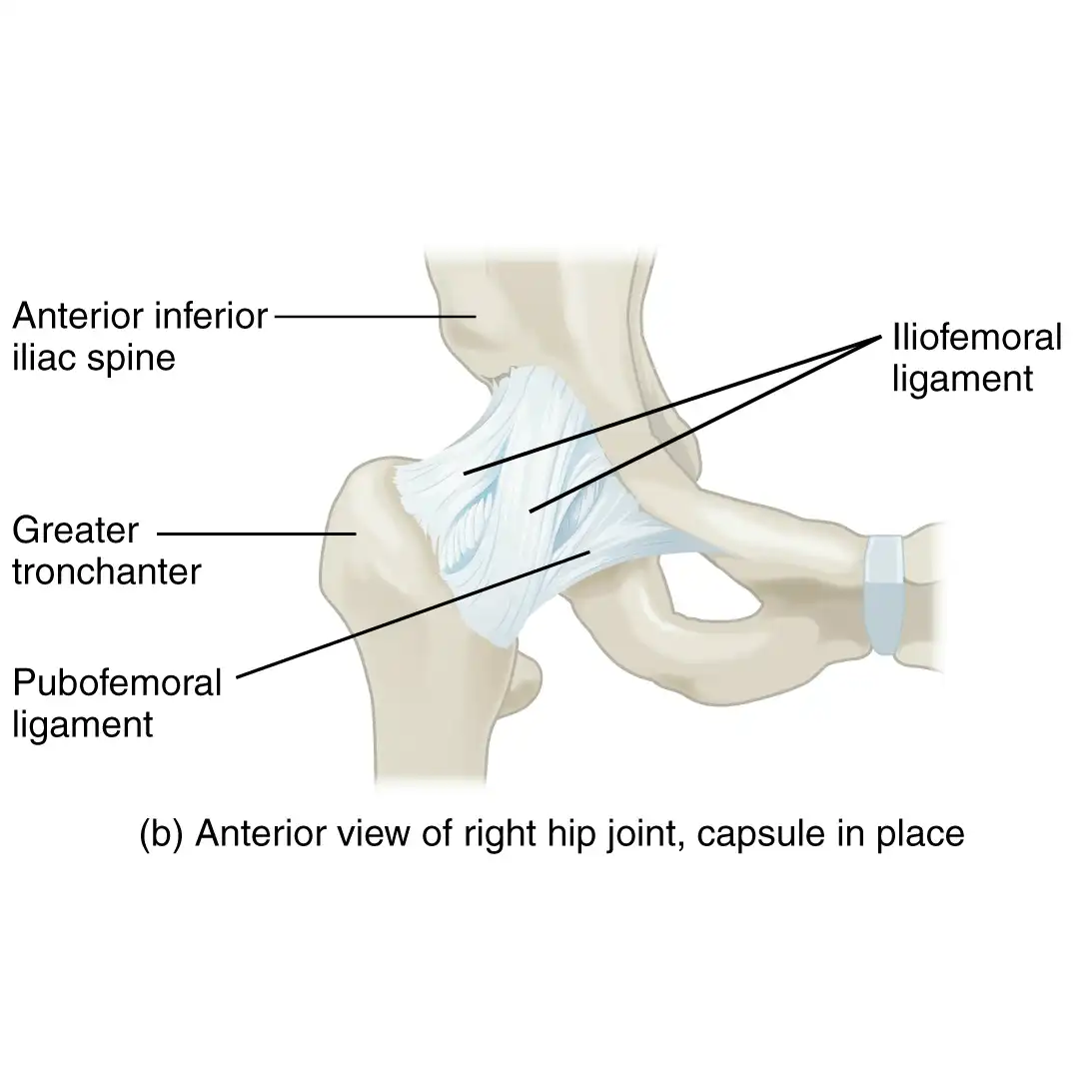 صدا دادن مفصل لگن نوزاد صدا دادن مفصل لگن نوزاد