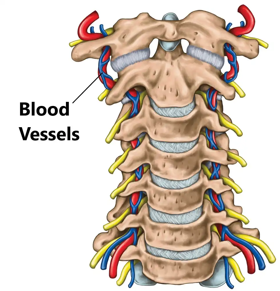 درمان آرتروز ستون فقرات درمان آرتروز ستون فقرات