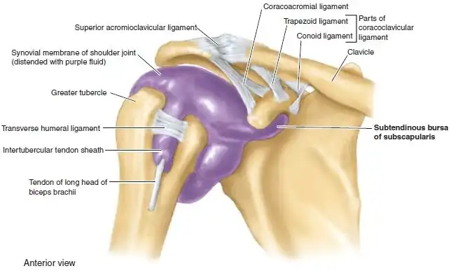 مایع مفصل شانه مایع مفصل شانه