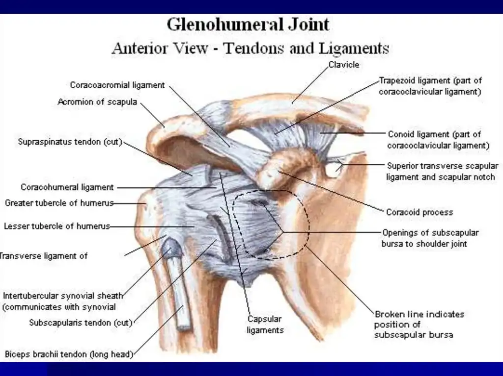 تاندون مفصل شانه تاندون مفصل شانه