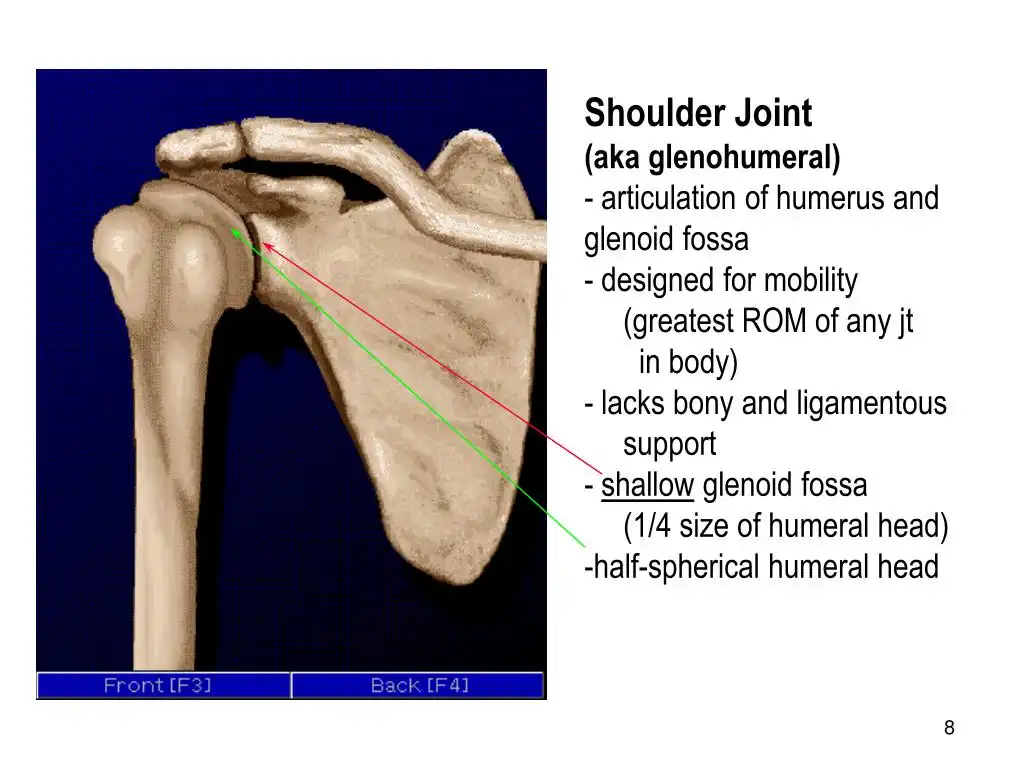 علت صدای مفصل شانه علت صدای مفصل شانه