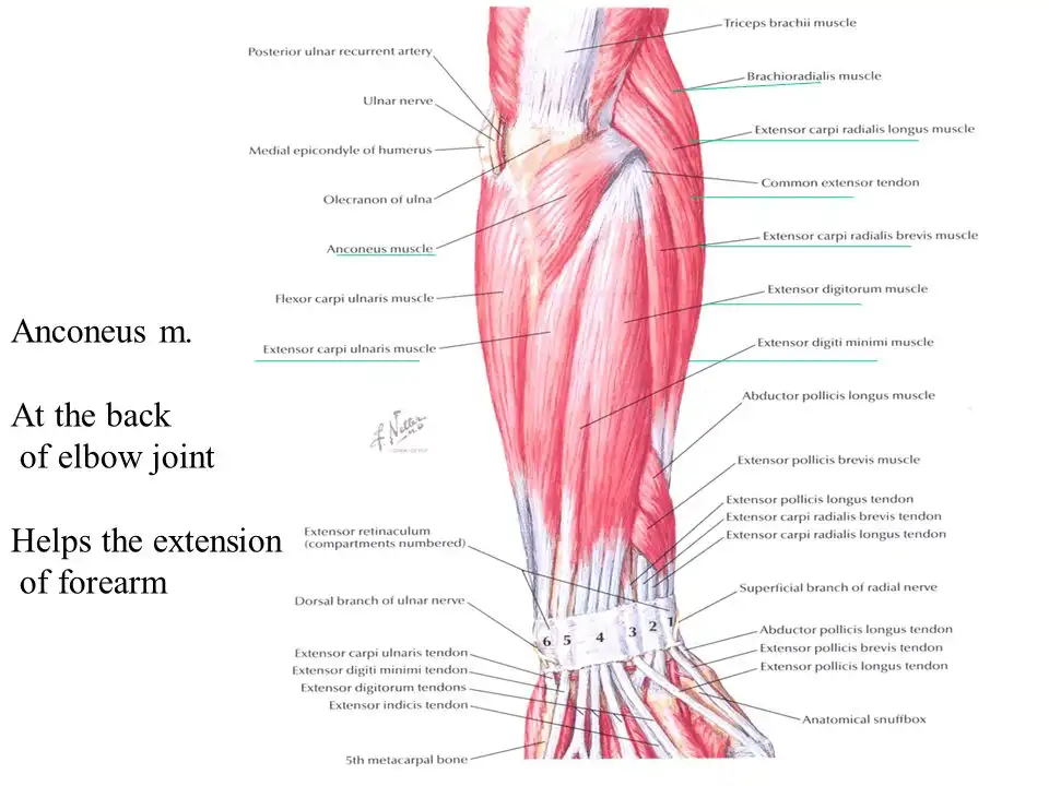 عضلات خم کننده مفصل شانه عضلات خم کننده مفصل شانه