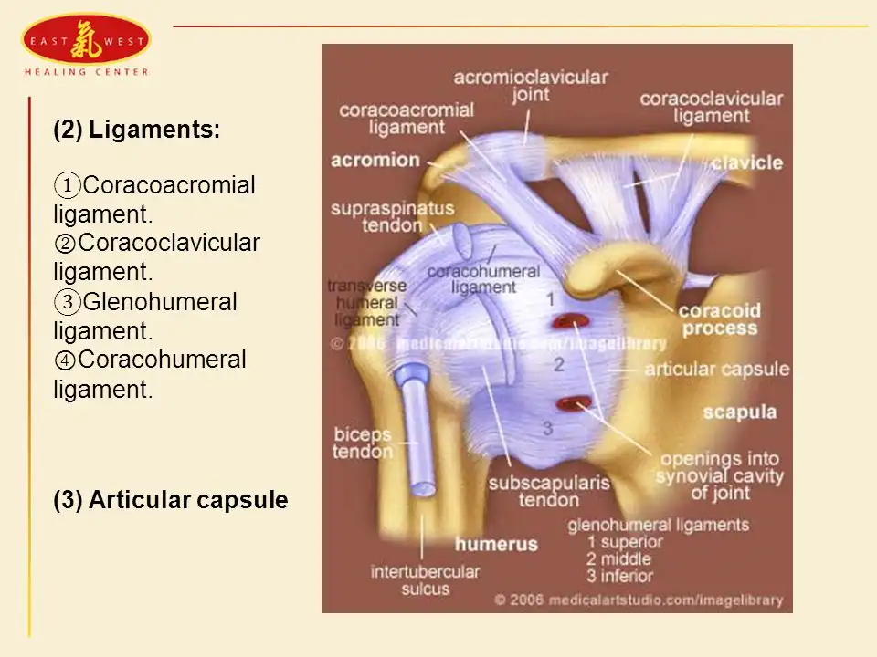 لیگامان های مفصل شانه لیگامان های مفصل شانه
