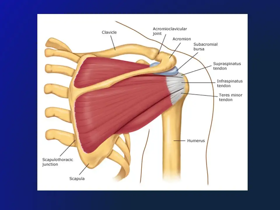 فوق تخصص مفصل شانه فوق تخصص مفصل شانه