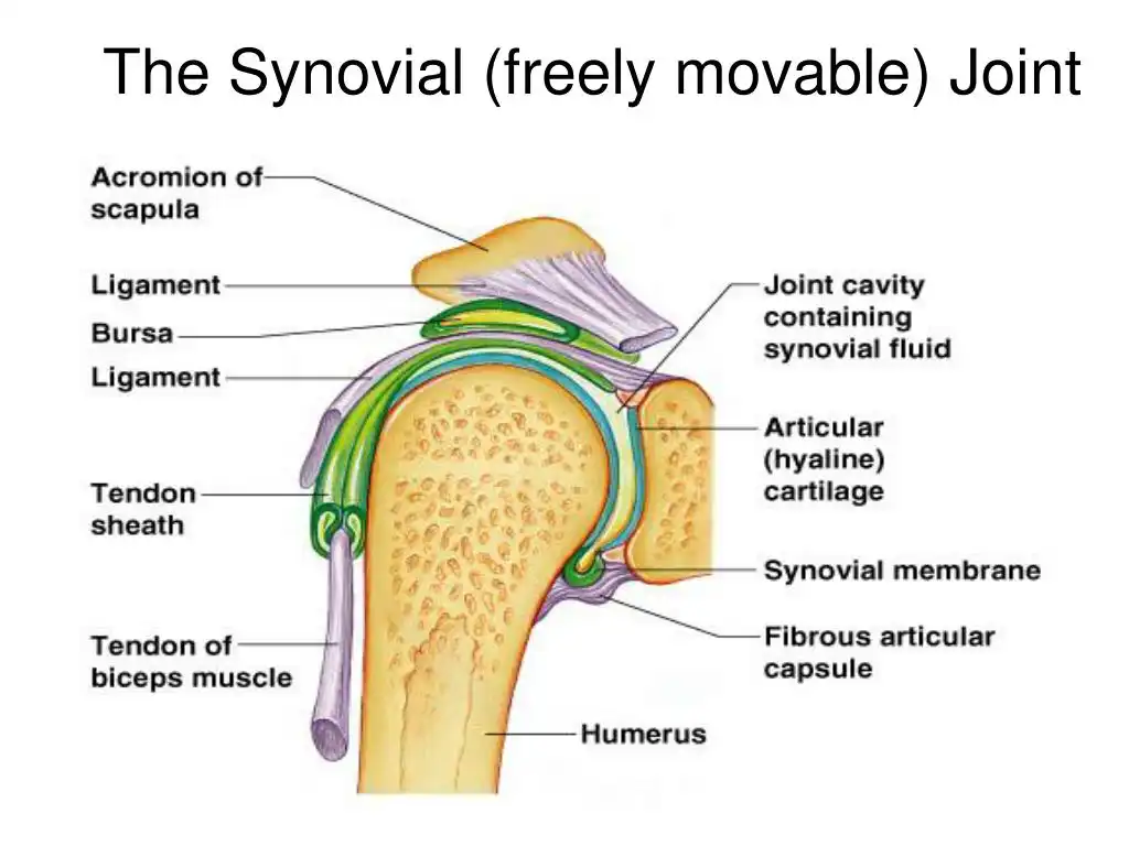 نحوه جا اندازی مفصل شانه