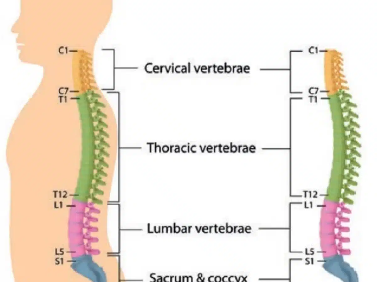 ستون فقرات چند مهره دارد؟