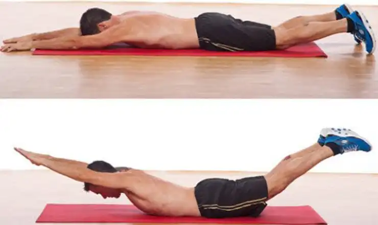 عضلات راست کننده ستون فقرات عضلات راست کننده ستون فقرات