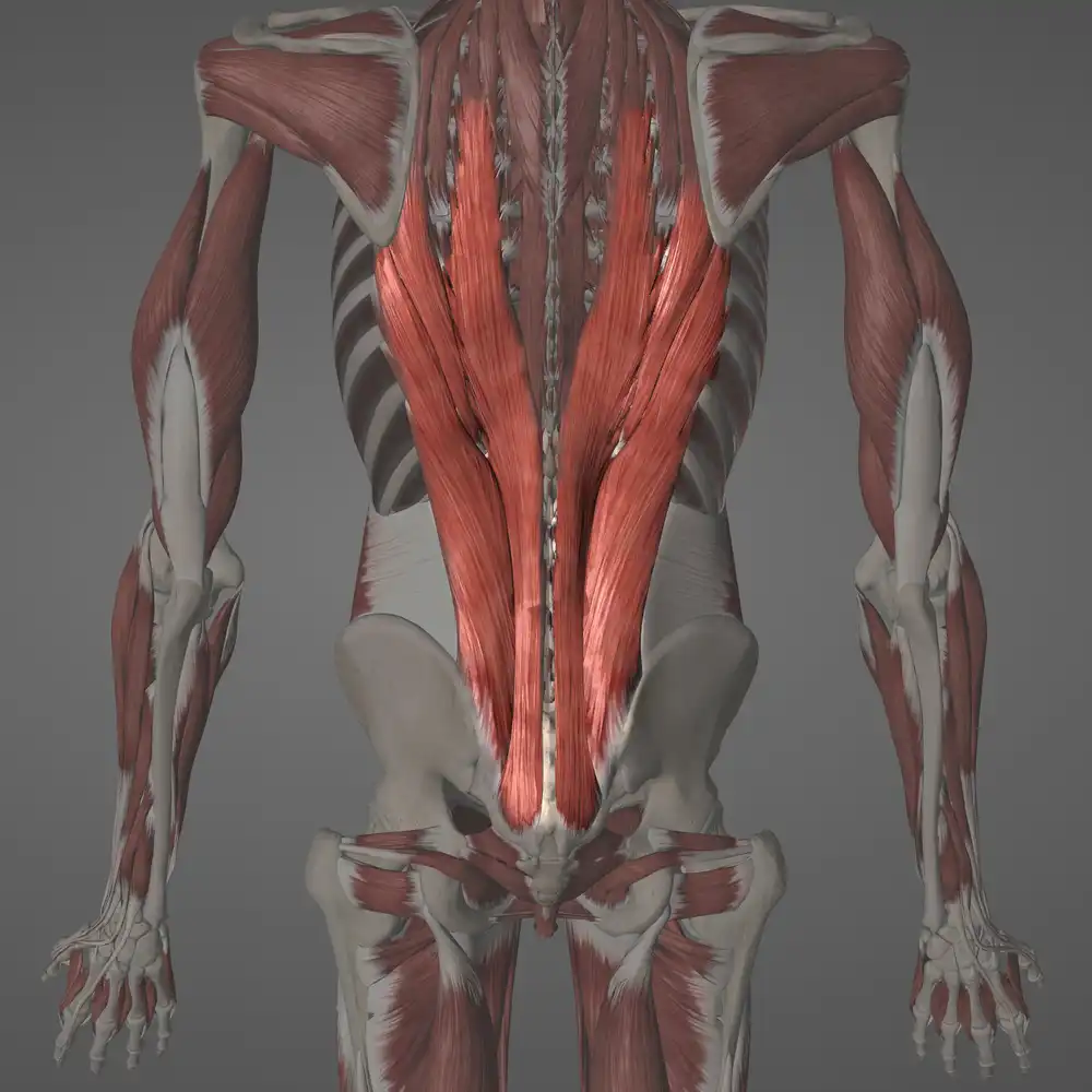 عضلات ثبات دهنده ستون فقرات