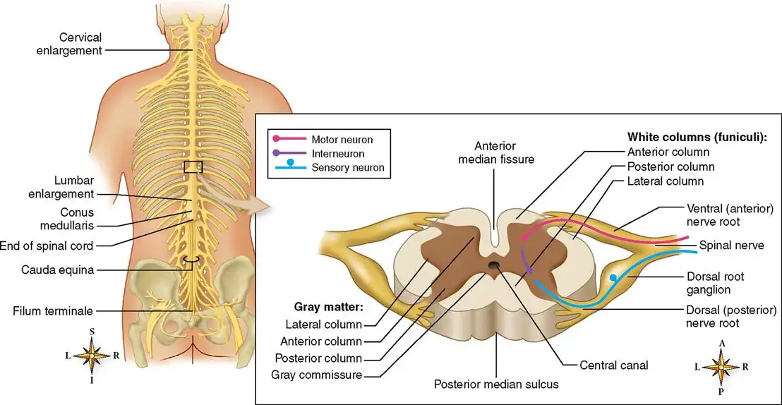 درد انتهای ستون فقرات درد انتهای ستون فقرات
