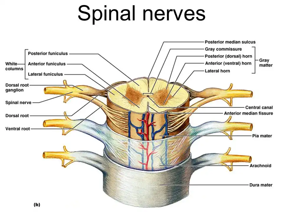سرطان ستون فقرات سرطان ستون فقرات