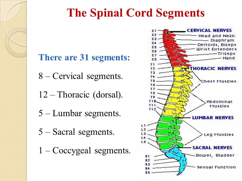 طول عمر سرطان ستون فقرات طول عمر سرطان ستون فقرات