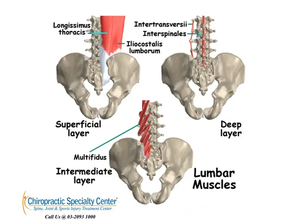 عضلات ثبات دهنده ستون فقرات عضلات ثبات دهنده ستون فقرات