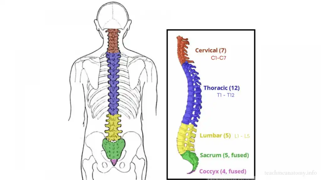 تغییرات دژنراتیو ستون فقرات تغییرات دژنراتیو ستون فقرات