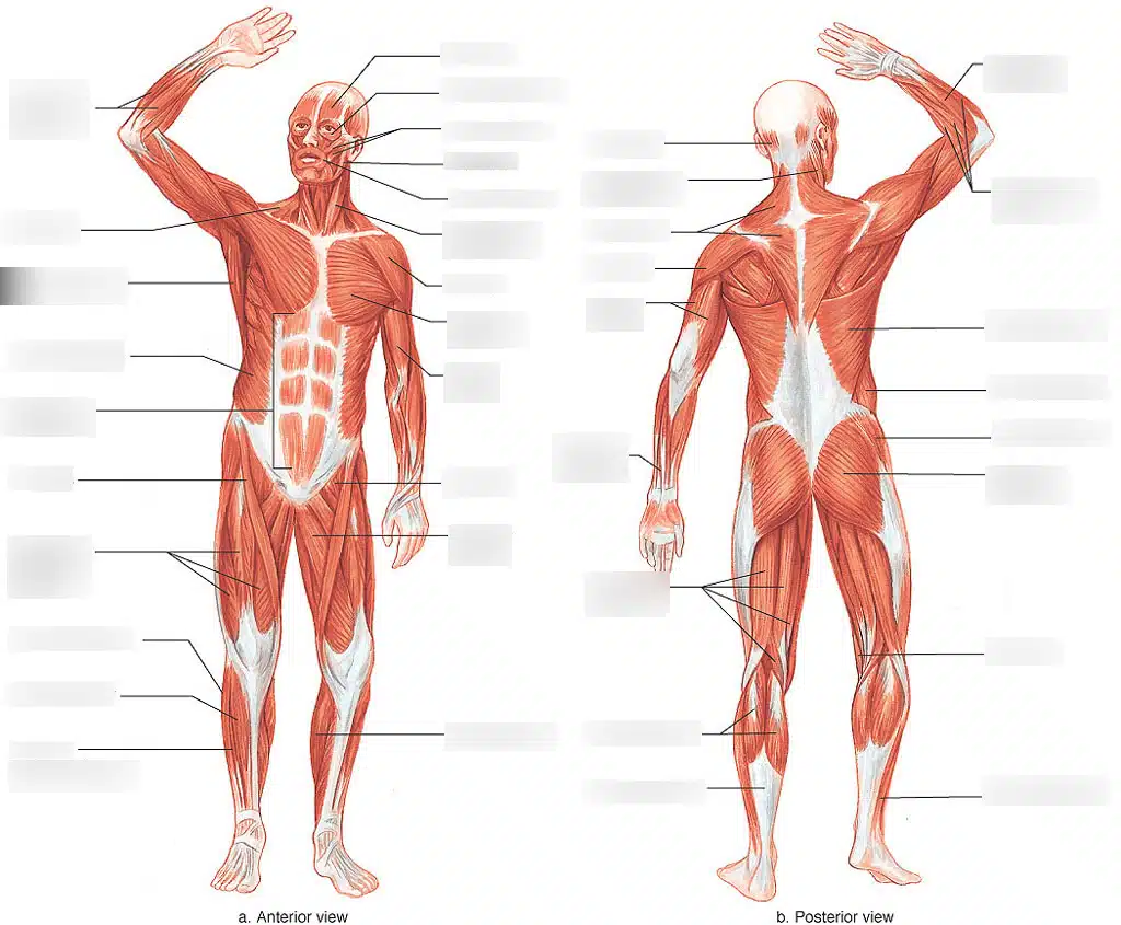عضلات ثبات دهنده ستون فقرات عضلات ثبات دهنده ستون فقرات