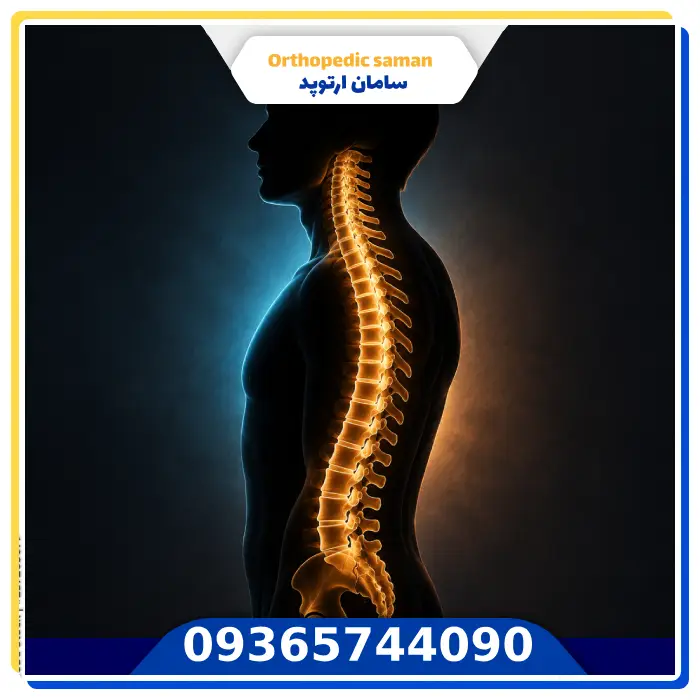 تعداد مهره های ستون فقرات