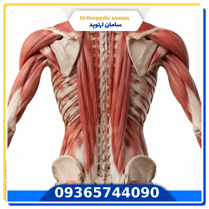 عضلات راست کننده ستون فقرات